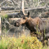 Where To See a Moose In Maine Greenville Junction, ME Wilsons on Moosehead Lake